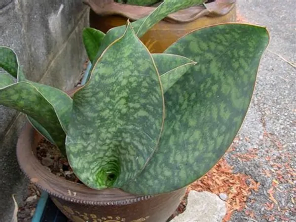Sansevieria_Dracaena_Masoniana/_whalefin/_Elephant_ear